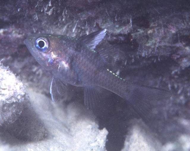 Apogon trimaculatus